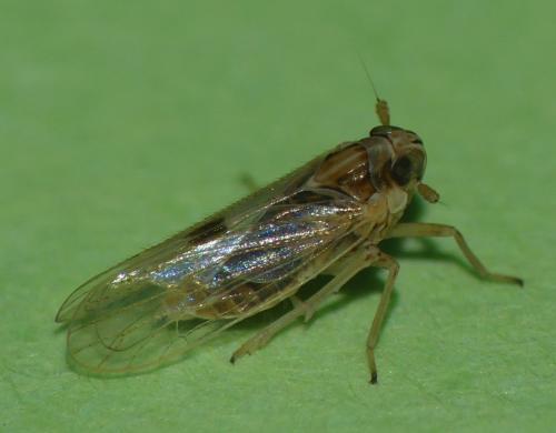 Laodelphax striatellus